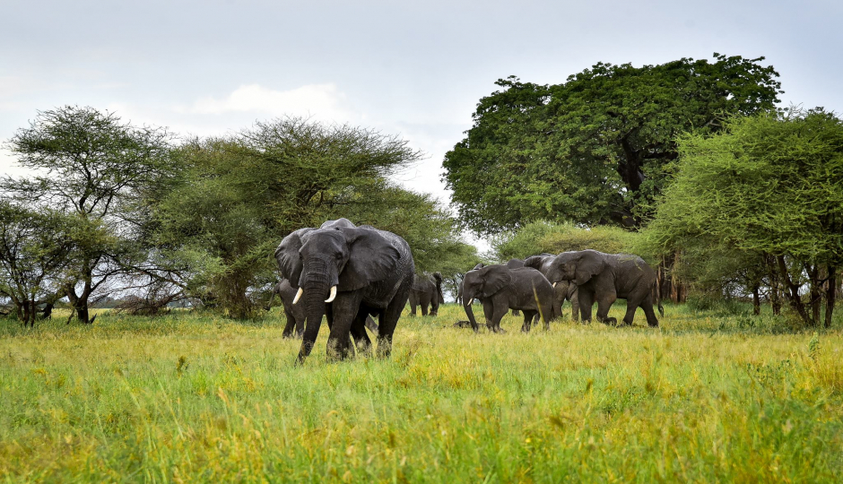 Actual image number 13 for slideshow images, displaying 33 tanzania safari images