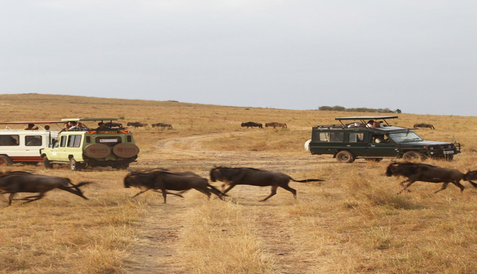 Actual image number 16 for slideshow images, displaying 36 tanzania safari images