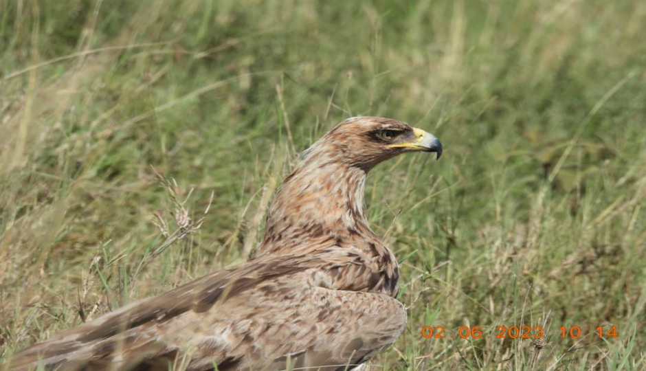 Thumb Nail Image: 6 Which Month Is Perfect for Travelling to Tanzania Safari?