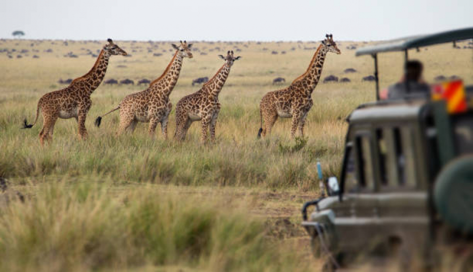 Actual image number 19 for slideshow images, displaying 39 tanzania safari images