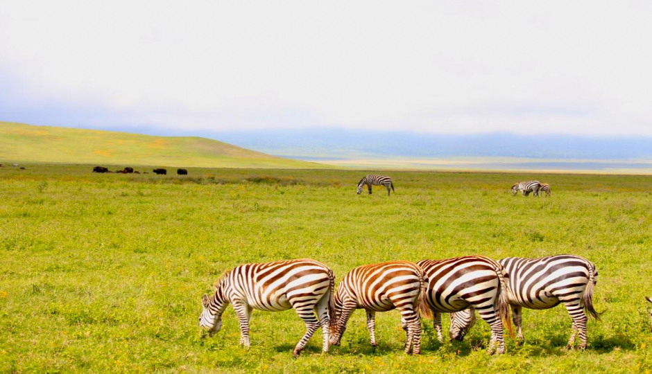 Random image number 5 showcasing tanzania safari image gallery placeholder