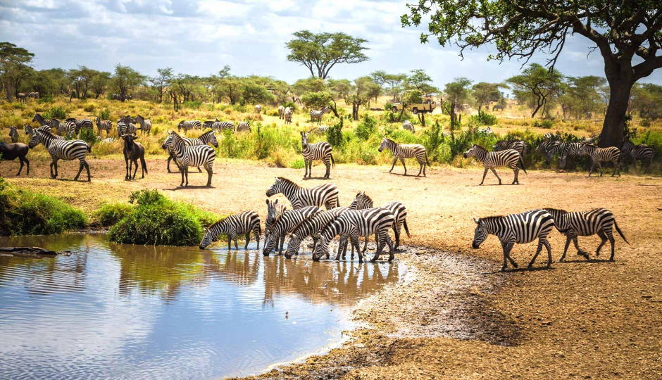 Actual image number 20 for slideshow images, displaying 40 tanzania safari images