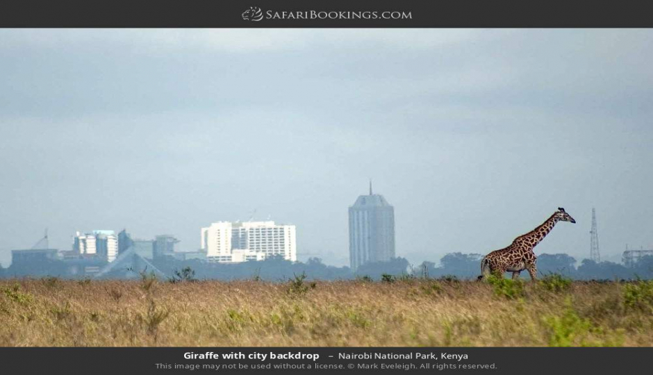 Random image number 4 showcasing tanzania safari image gallery placeholder