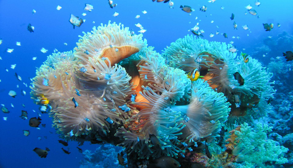 A random image for 6-Day Zanzibar Island Beach Tour with Diving at Mnemba package