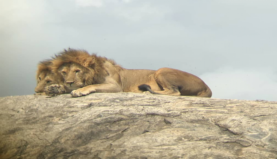 Random image number 3 showcasing tanzania safari image gallery placeholder