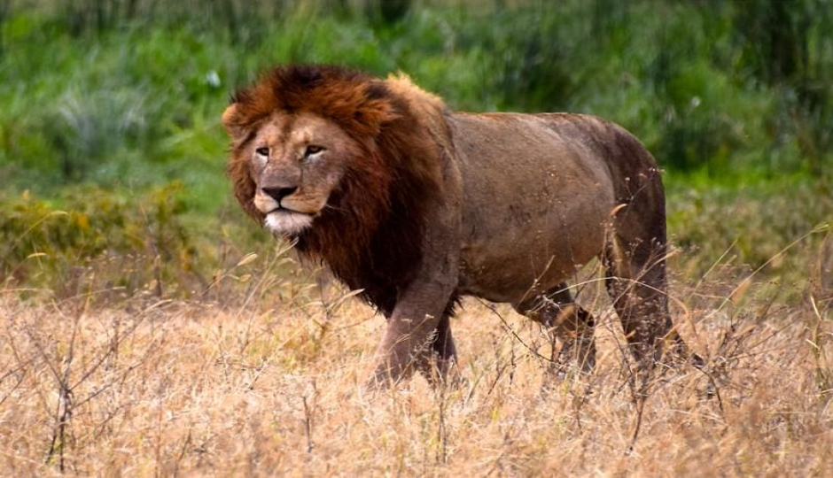 Actual image number 16 for slideshow images, displaying 36 tanzania safari images