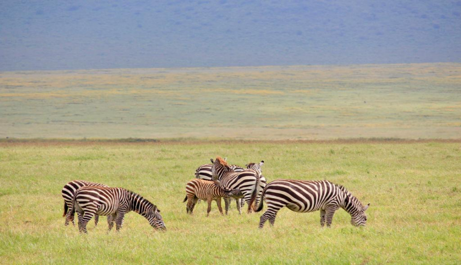 Actual image number 9 for slideshow images, displaying 29 tanzania safari images