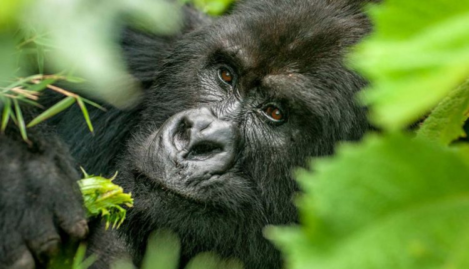 Actual image number 5 for slideshow images, displaying 25 tanzania safari images