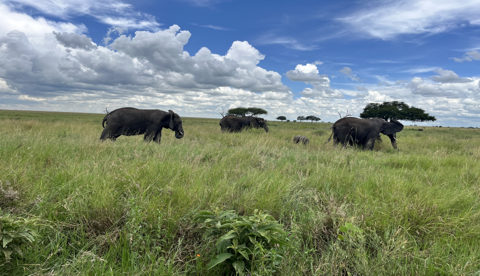 Thumb Nail Image: 4 Which Month Is Perfect for Travelling to Tanzania Safari?