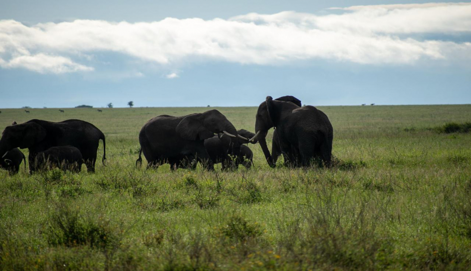 Random image number 5 showcasing tanzania safari image gallery placeholder