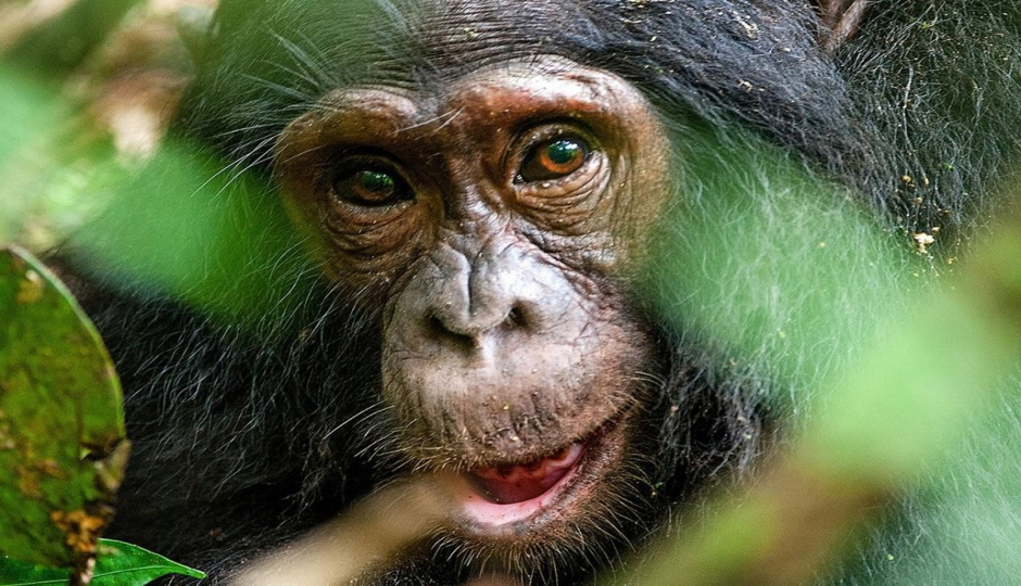 Actual image number 19 for slideshow images, displaying 39 tanzania safari images