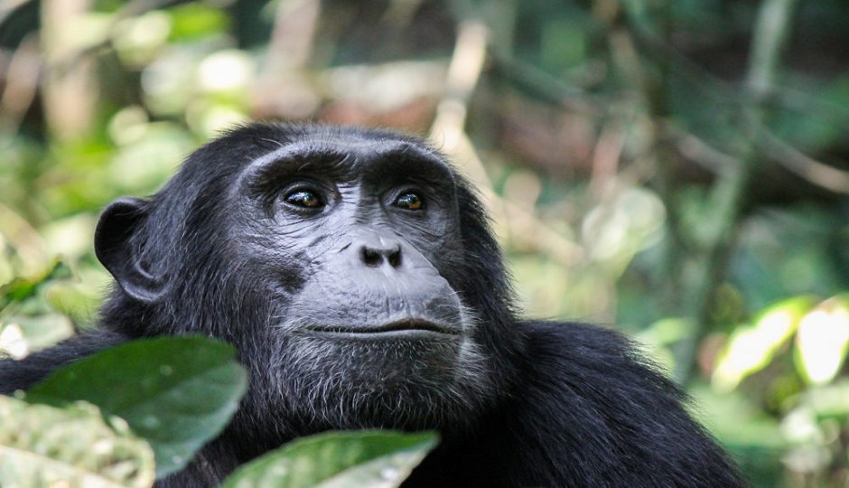 Actual image number 7 for slideshow images, displaying 27 tanzania safari images