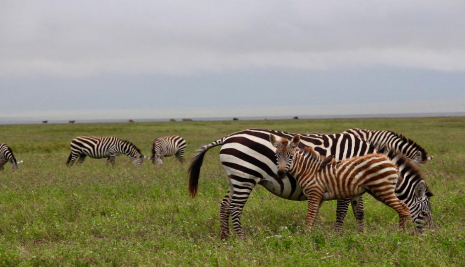 Actual image number 14 for slideshow images, displaying 34 tanzania safari images