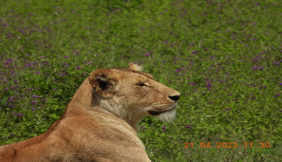 Random image number 4 showcasing tanzania safari image gallery placeholder