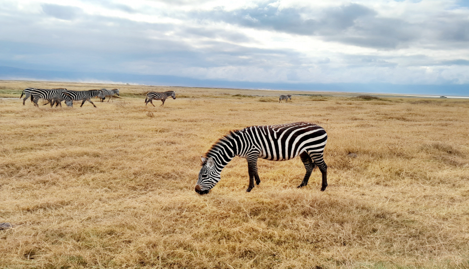 Actual image number 17 for slideshow images, displaying 37 tanzania safari images