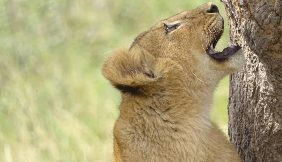 Random image number 3 showcasing tanzania safari image gallery placeholder