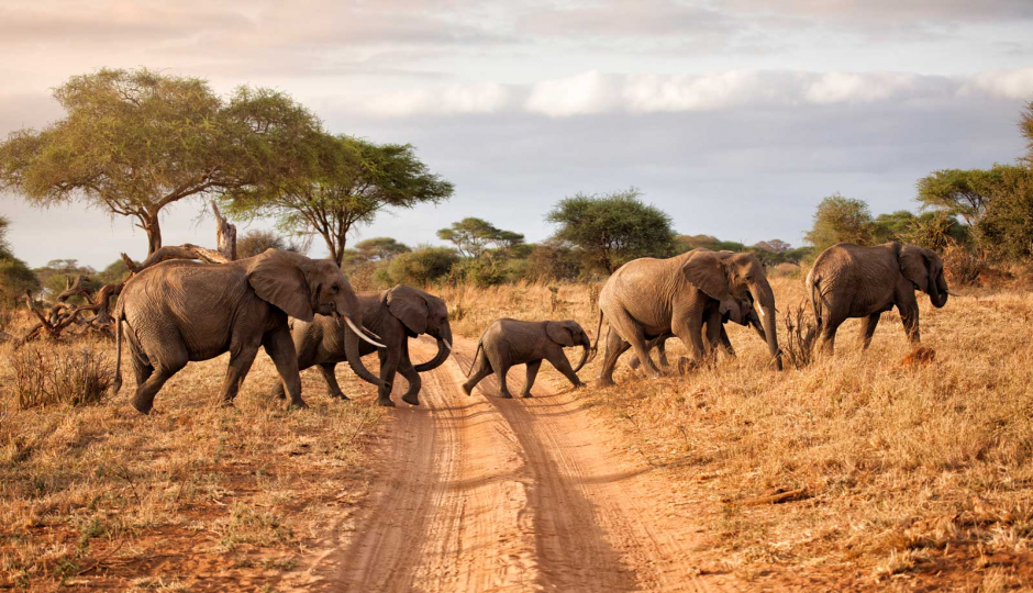 Actual image number 18 for slideshow images, displaying 38 tanzania safari images