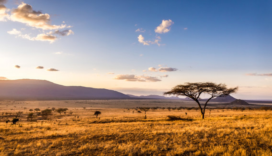 Random image number 4 showcasing tanzania safari image gallery placeholder