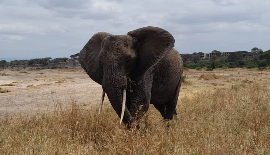 Actual image number 9 for slideshow images, displaying 29 tanzania safari images