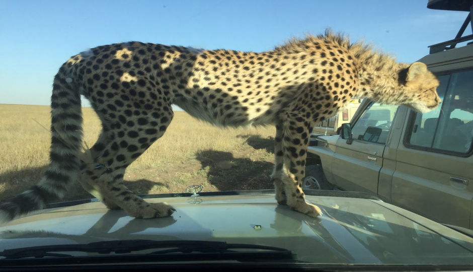 Actual image number 9 for slideshow images, displaying 29 tanzania safari images