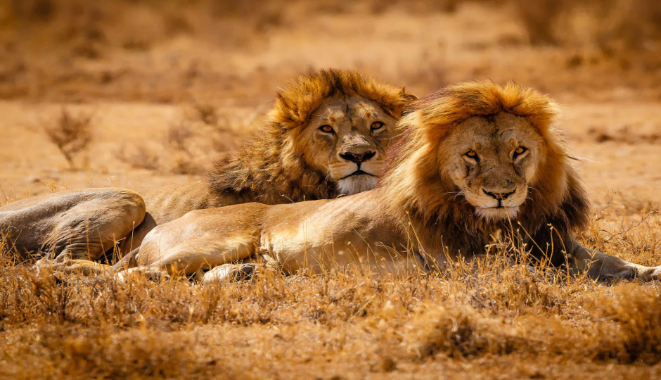 Actual image number 4 for slideshow images, displaying 24 tanzania safari images