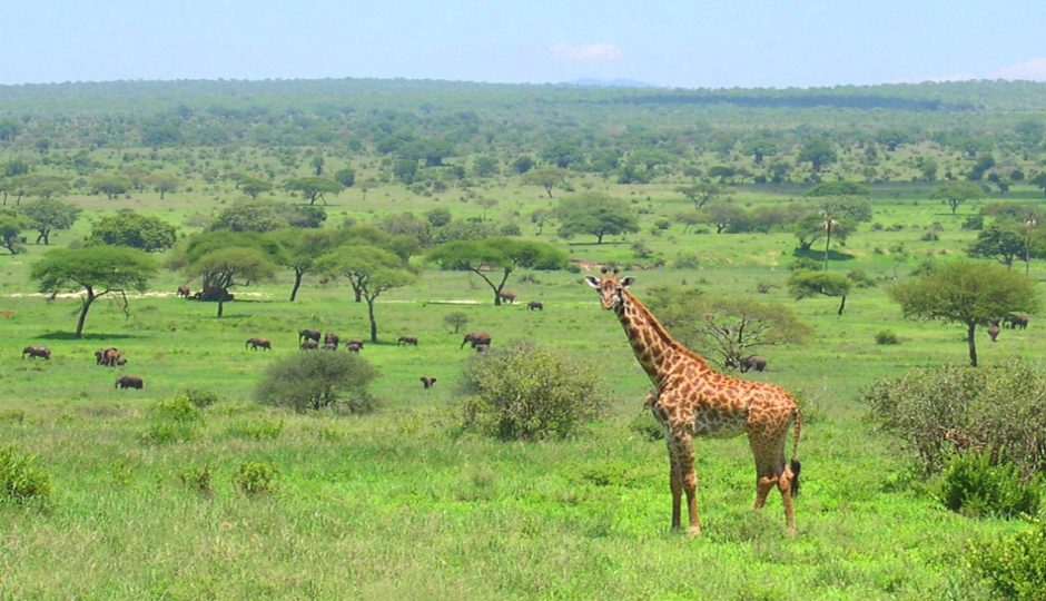 3 Days Tanzania Safari Adventures