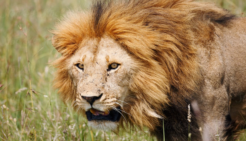 Actual image number 18 for slideshow images, displaying 38 tanzania safari images