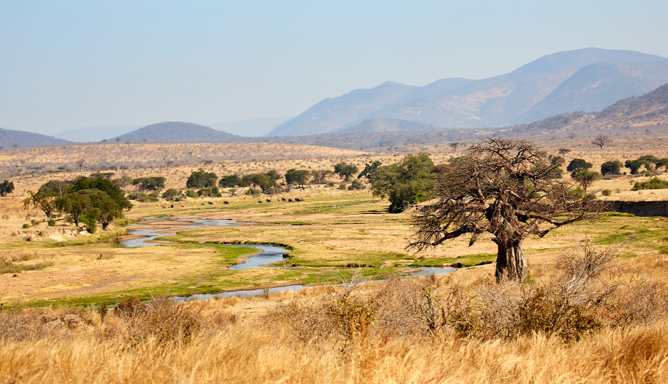 Image for Ruaha National Park