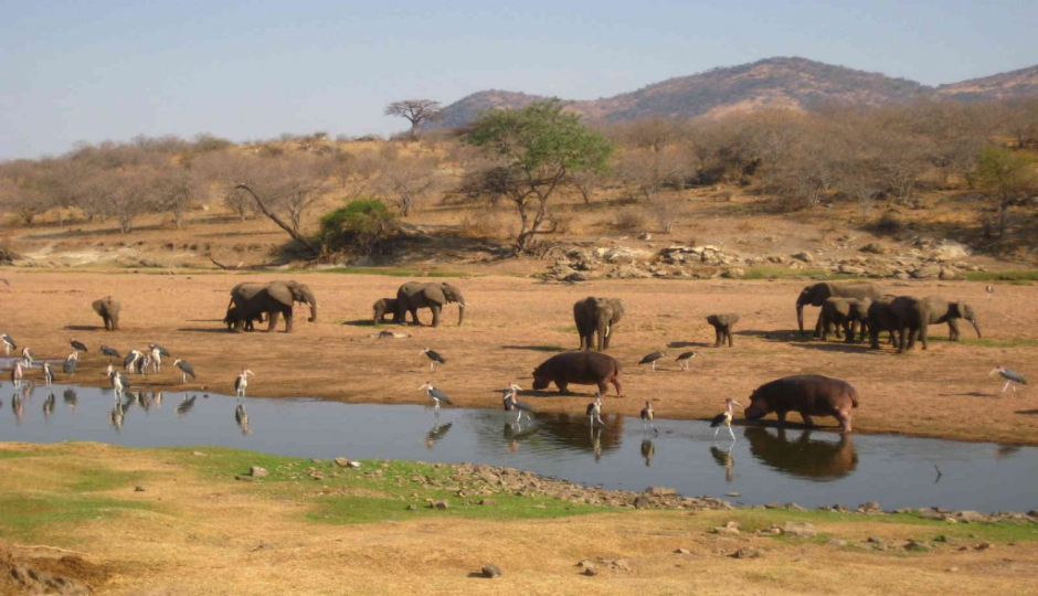 Random image number 3 showcasing tanzania safari image gallery placeholder