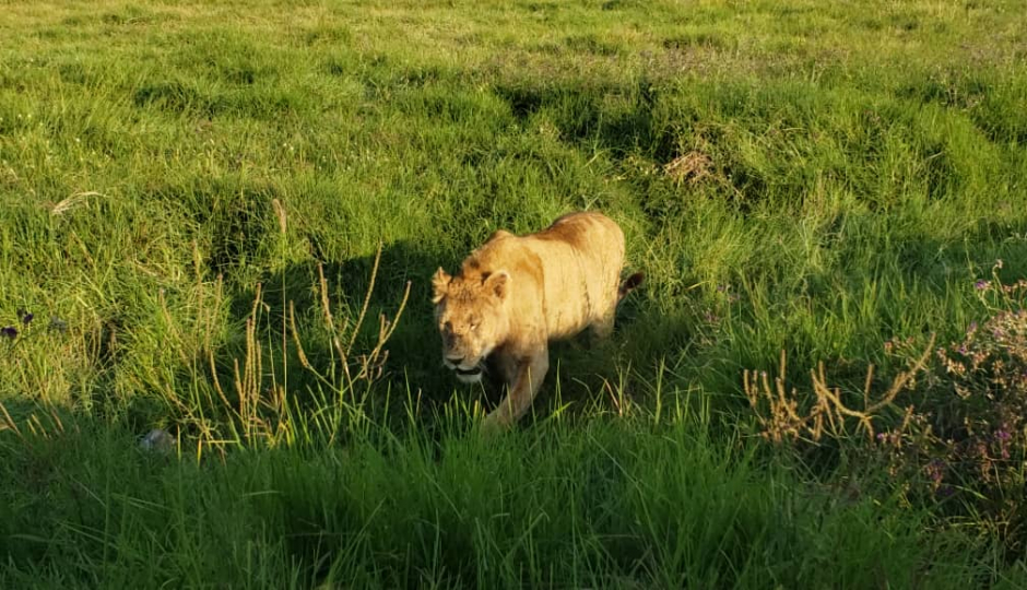 Actual image number 7 for slideshow images, displaying 27 tanzania safari images