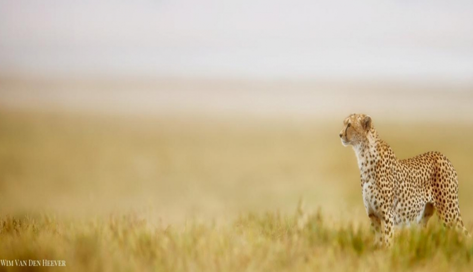 Thumb Nail Image: 1 Serengeti Travel: How to Plan an Affordable Tanzania Safari in Northern Tanzania