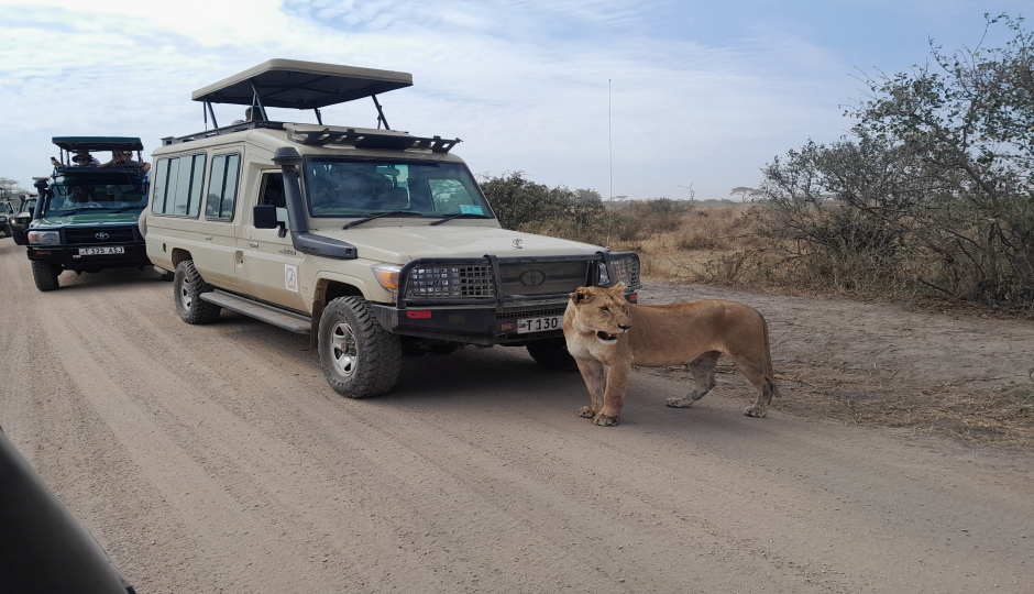 Actual image number 11 for slideshow images, displaying 31 tanzania safari images
