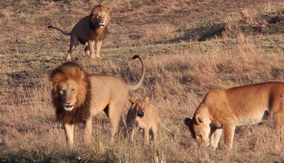 Actual image number 5 for slideshow images, displaying 25 tanzania safari images