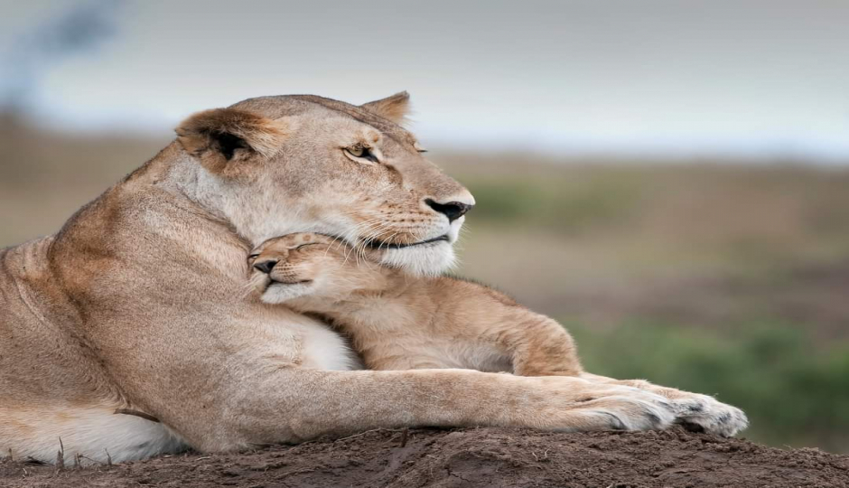 Actual image number 8 for slideshow images, displaying 28 tanzania safari images
