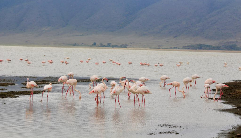 Actual image number 19 for slideshow images, displaying 39 tanzania safari images