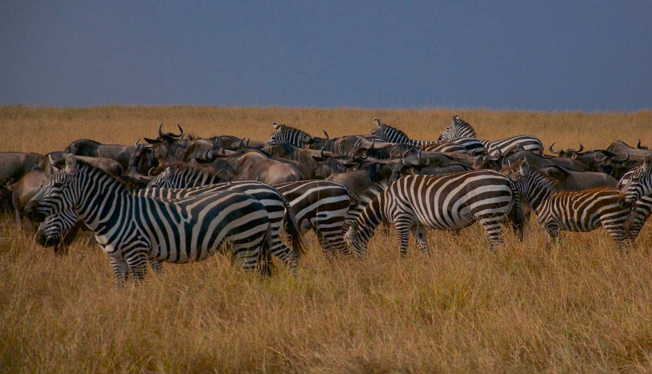 Actual image number 5 for slideshow images, displaying 25 tanzania safari images