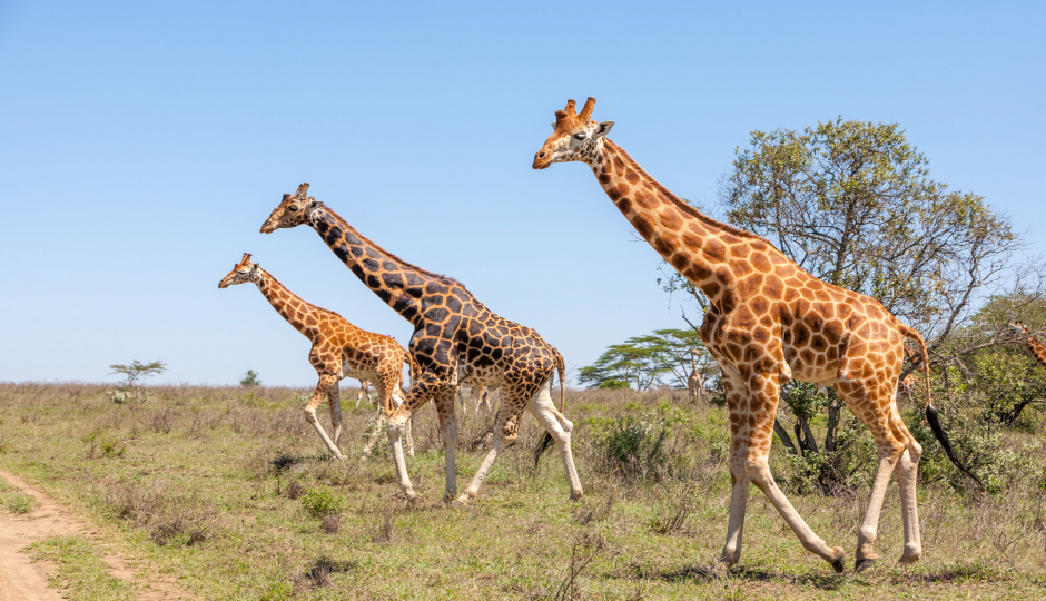 Actual image number 10 for slideshow images, displaying 30 tanzania safari images