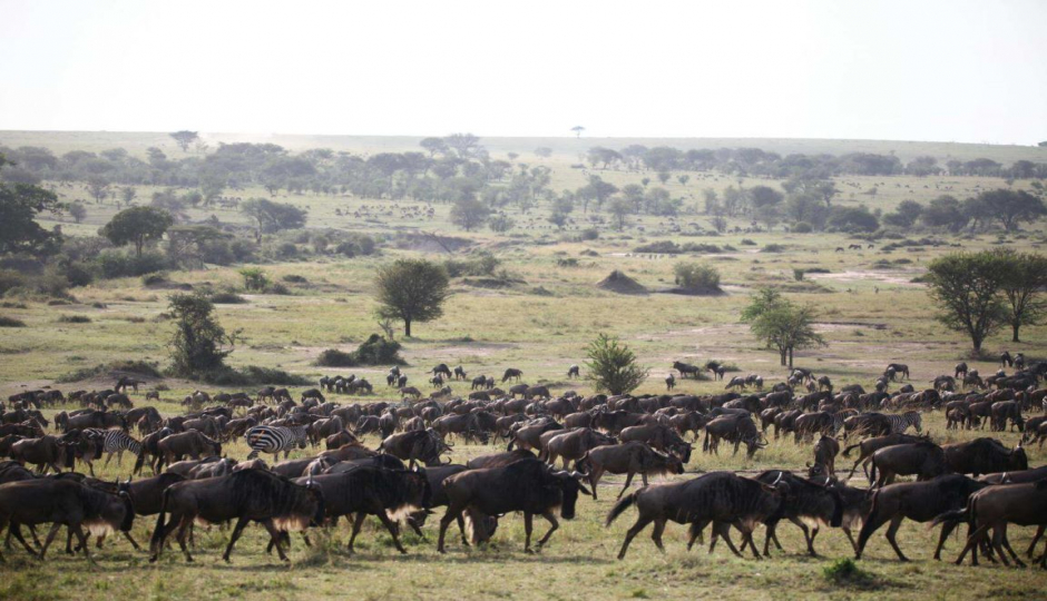 Actual image number 9 for slideshow images, displaying 29 tanzania safari images
