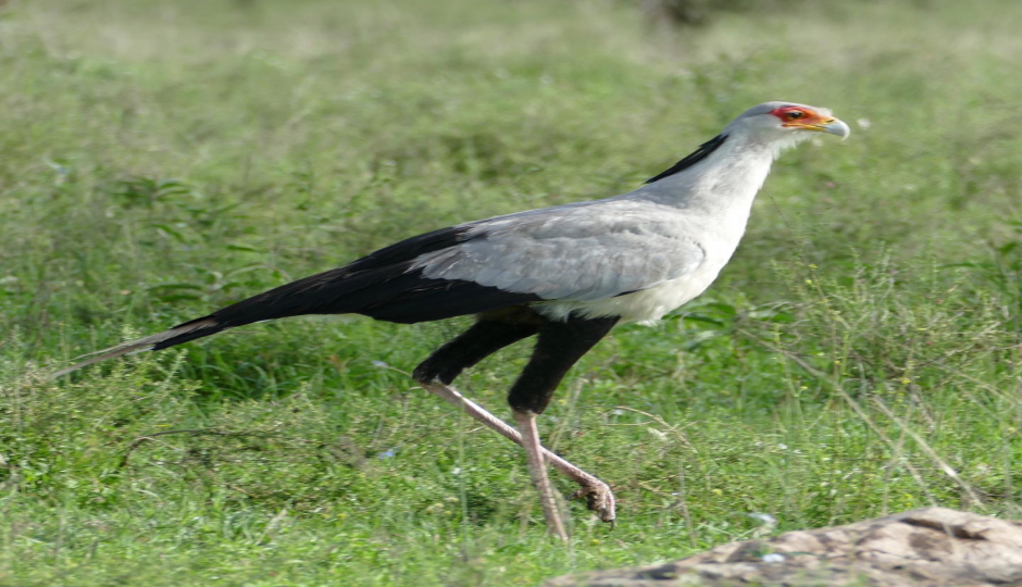 Actual image number 7 for slideshow images, displaying 27 tanzania safari images