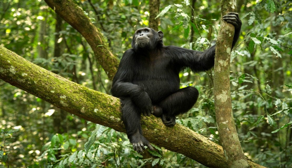Actual image number 17 for slideshow images, displaying 37 tanzania safari images