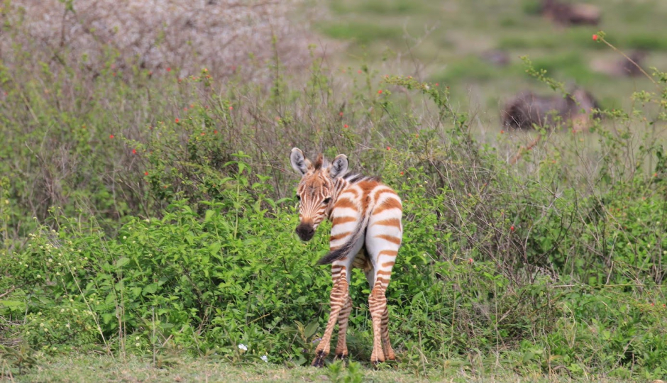 Actual image number 11 for slideshow images, displaying 31 tanzania safari images