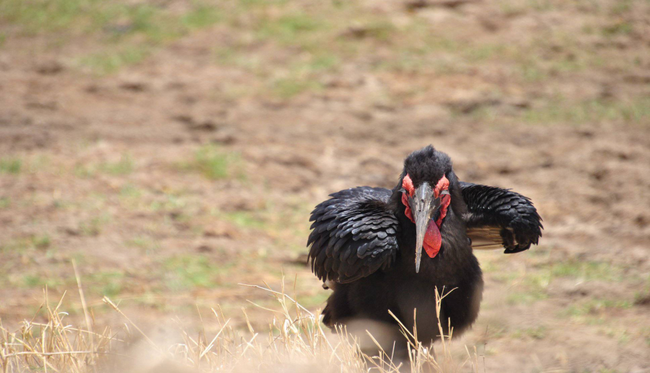 Actual image number 15 for slideshow images, displaying 35 tanzania safari images