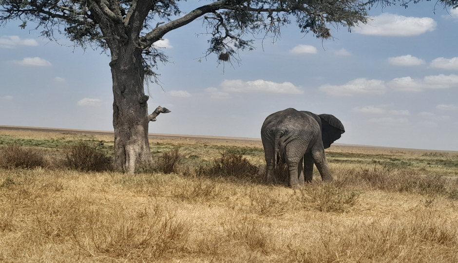Random image number 2 showcasing tanzania safari image gallery placeholder