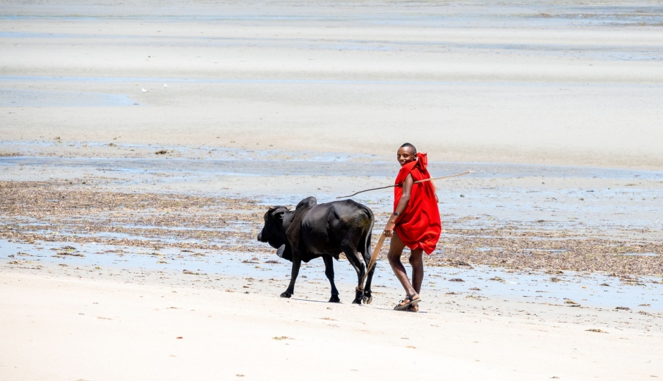 Actual image number 9 for slideshow images, displaying 29 tanzania safari images