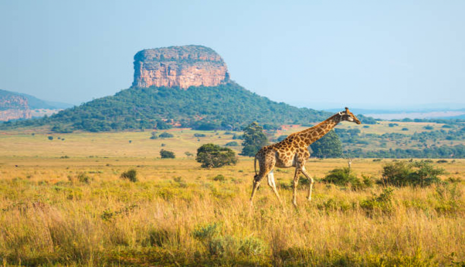 Actual image number 16 for slideshow images, displaying 36 tanzania safari images