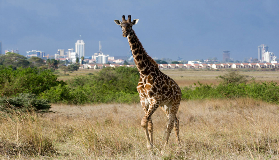 Actual image number 8 for slideshow images, displaying 28 tanzania safari images