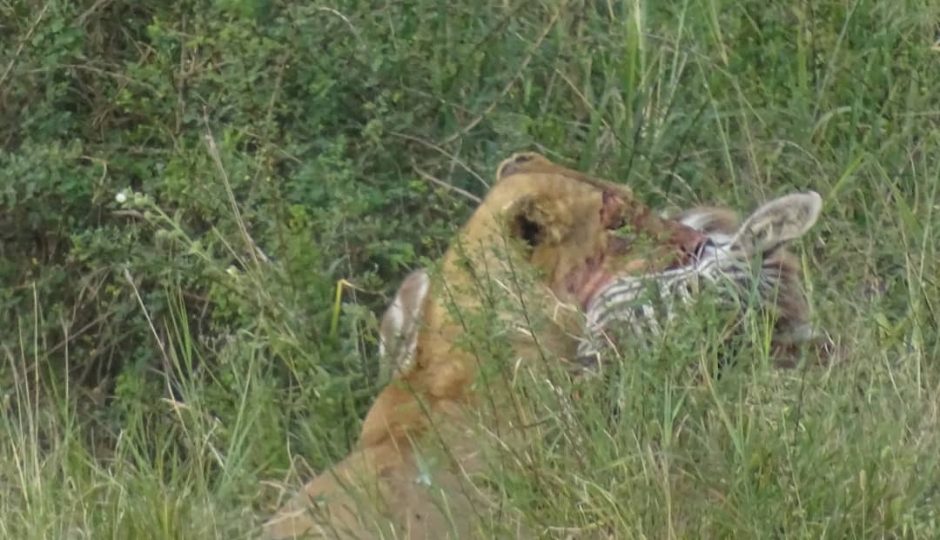Random image number 5 showcasing tanzania safari image gallery placeholder