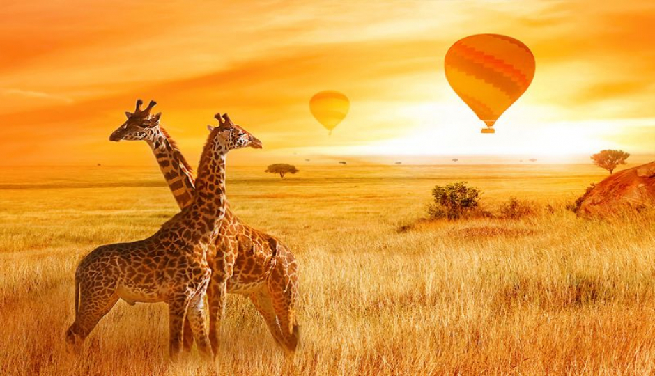 Actual image number 9 for slideshow images, displaying 29 tanzania safari images