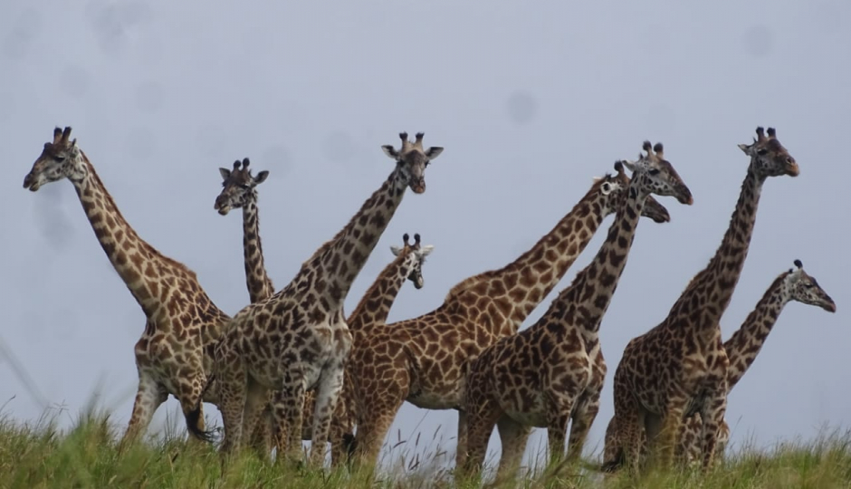 Random image number 3 showcasing tanzania safari image gallery placeholder