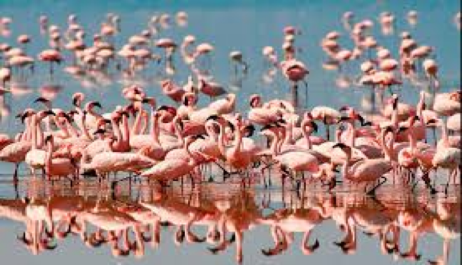 Actual image number 5 for slideshow images, displaying 25 tanzania safari images